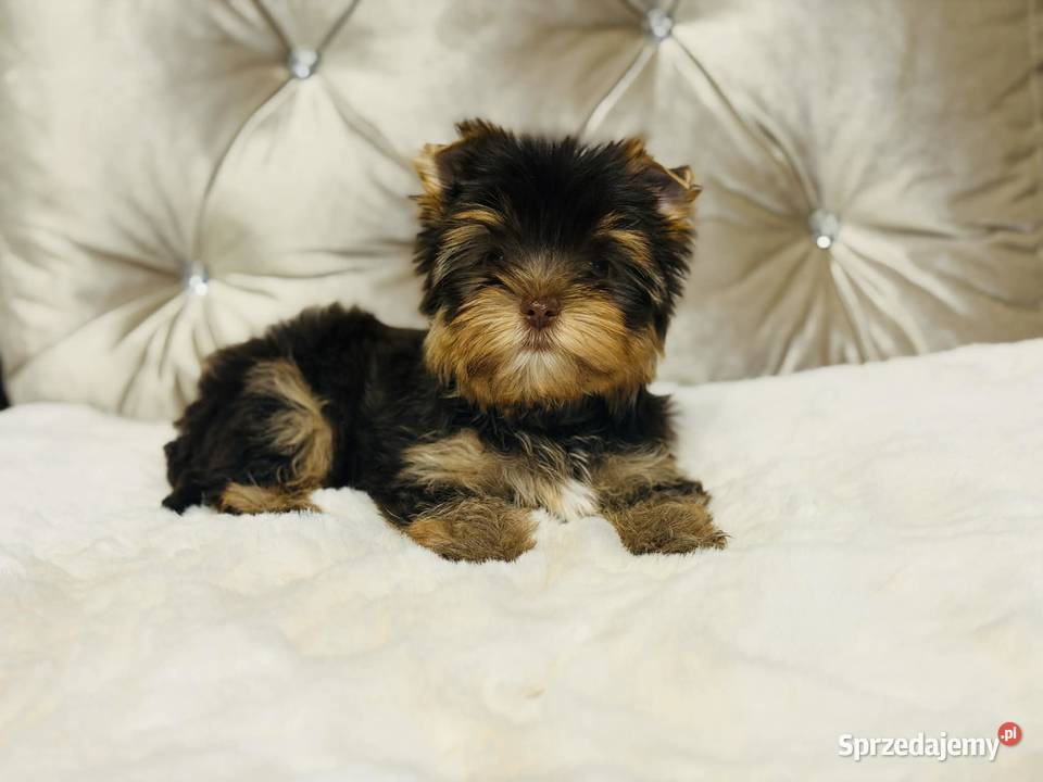 York Czekladowy piesek piękny bez wad Namysłów sprzedam