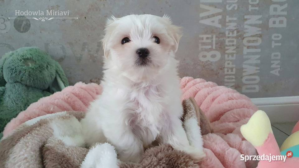 Maltańczyk sunia ZHPR UCI Mierczyce sprzedam