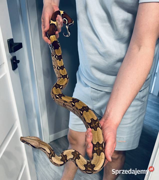 Boa Constrictor Guyana