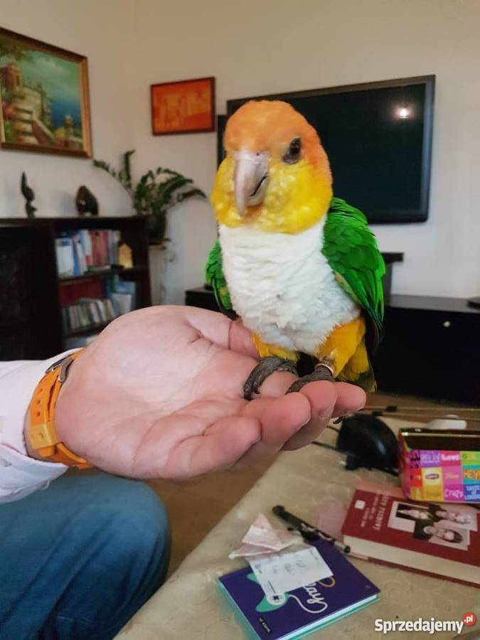 Barwinka białobrzucha