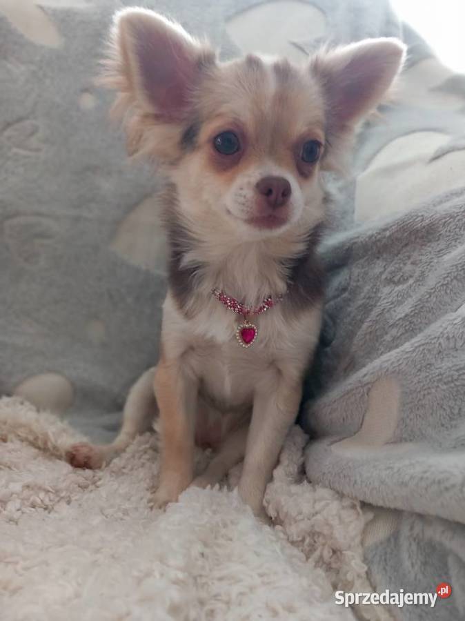 Chihuahua suczka Strzelce Opolskie