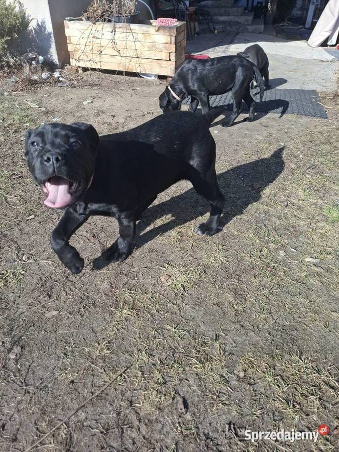 Szczeniaki Cane Corso mazowieckie Radom