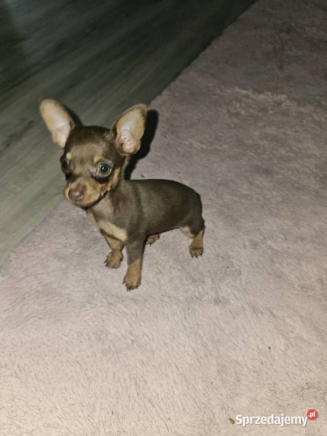 Ratlerek sarenka małopolskie