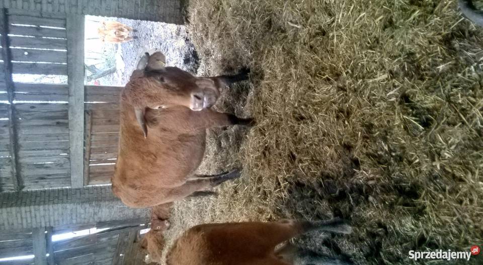 10 krów Limousine Produkcja zwierzęca Potworów