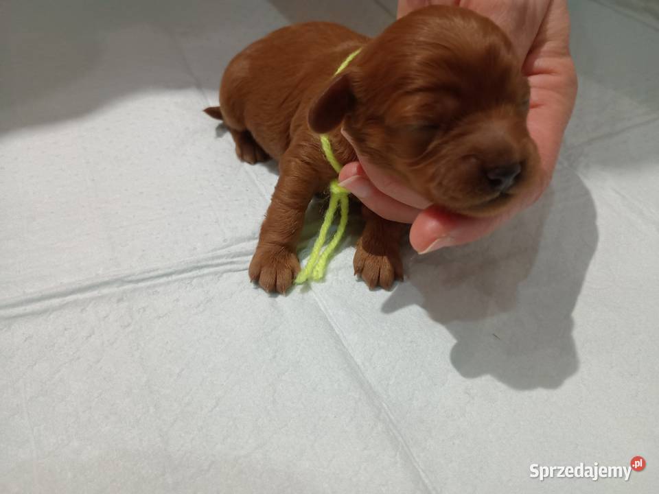 Cavapoo f1b małopolskie