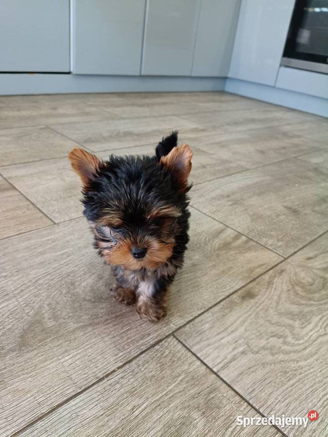 York Terrier Mini Wilków