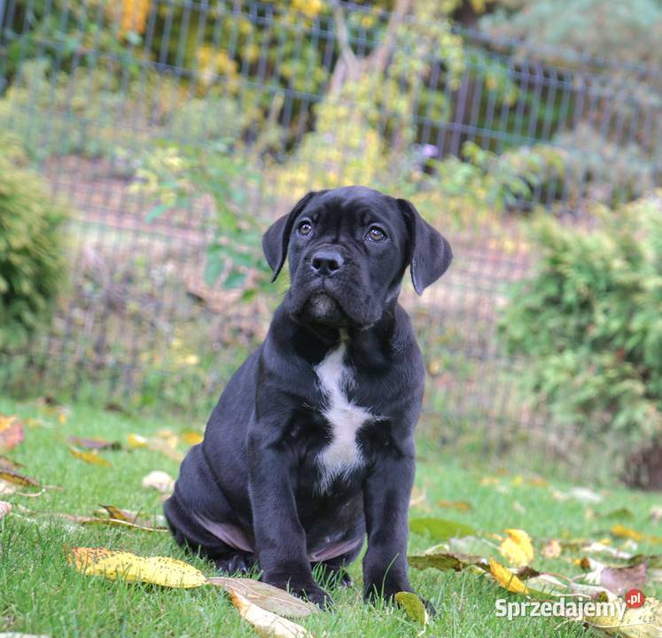 Szczeniaki Cane Corso ZKwP FCI Gończyce