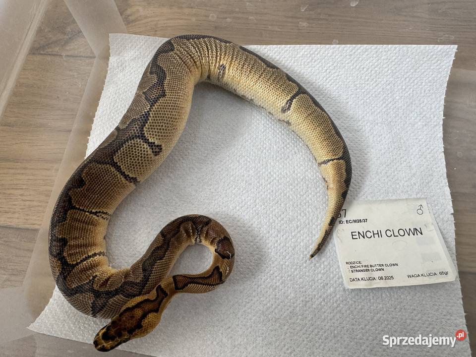 Python Królewski Regiusy młode z 2026r Bydgoszcz sprzedam