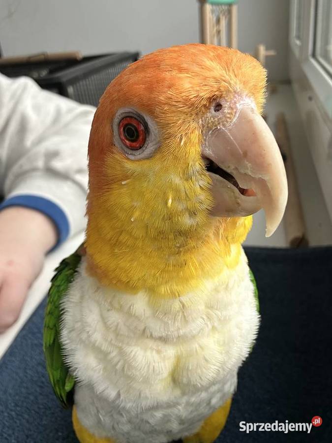 Barwinka białobrzucha Poznań