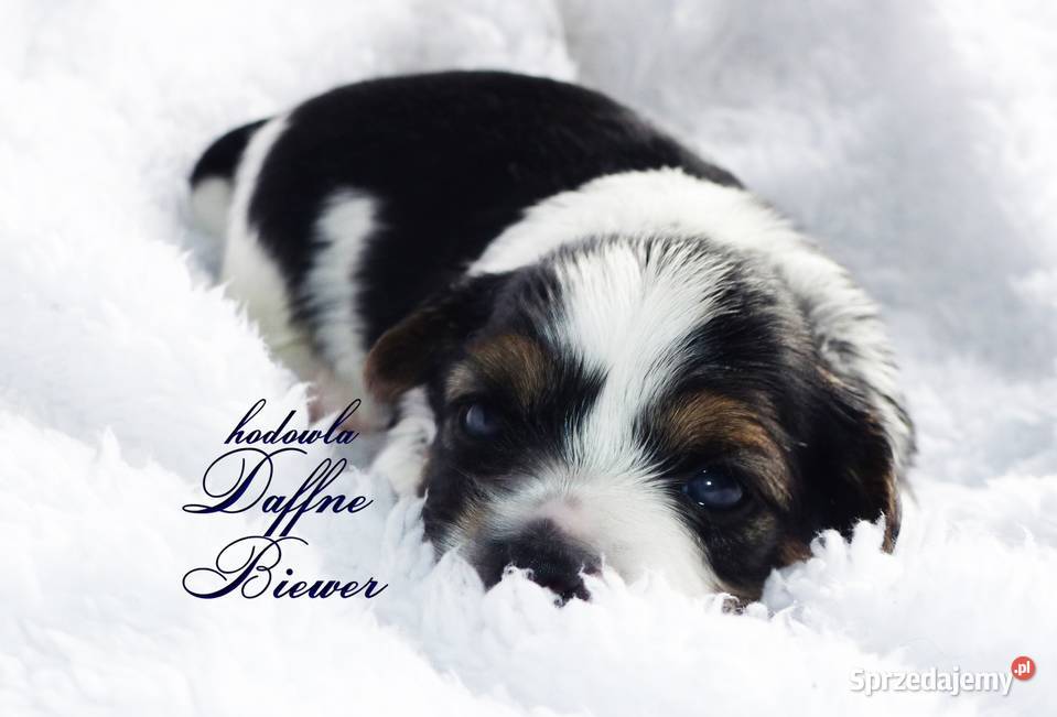 York Biewer Yorkshire Terrier York Tychy