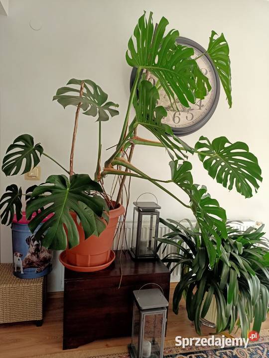 Monstera duża z donicą