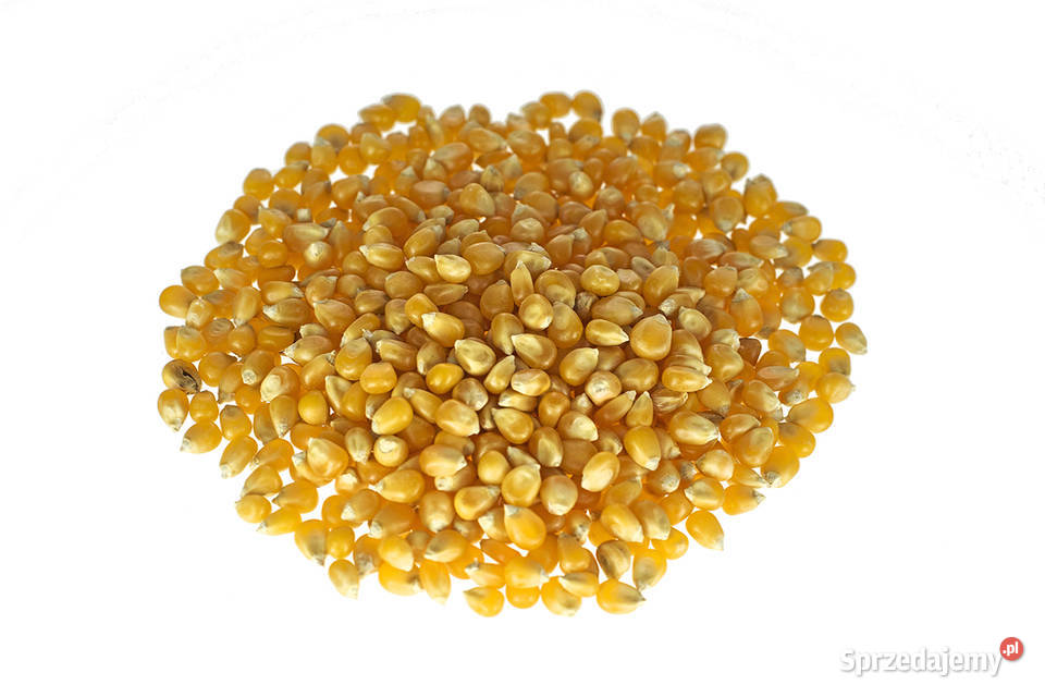 Kukurydza pękająca ziarna na popcorn 25 Gastronomia Częstochowa