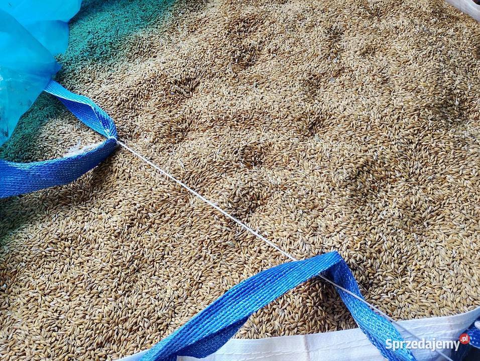 Jęczmień jary zbiór tegoroczny Zboża Chańcza