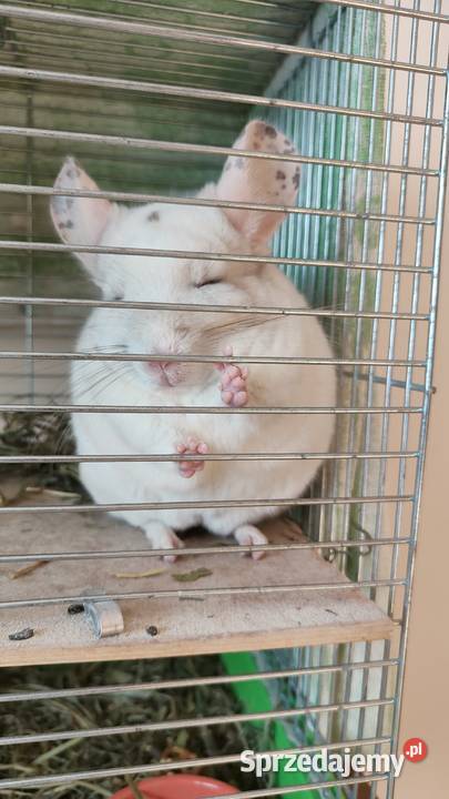 Szynszyla Wbite Pink lubelskie Lublin