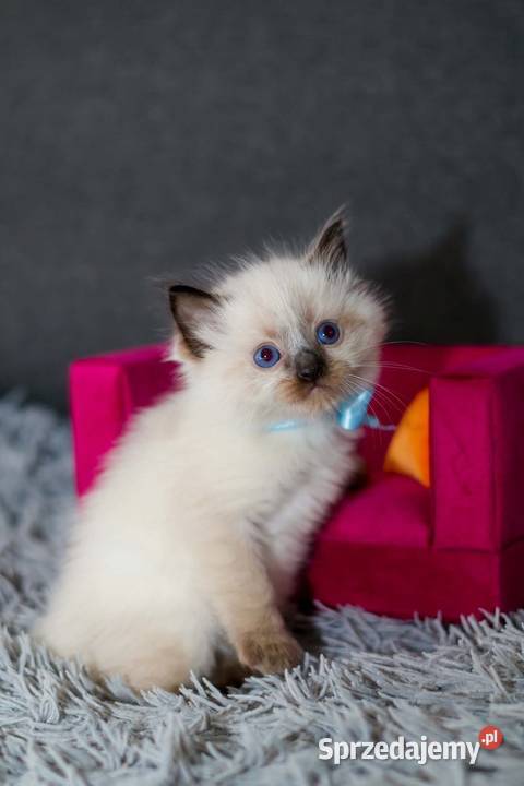 Ragdoll ragdollowe ostatni kocurek Piorunówek