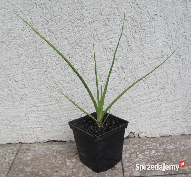 TRYTOMA CYTRYNOWA Kniphofia sadzonki w Ustronie sprzedam