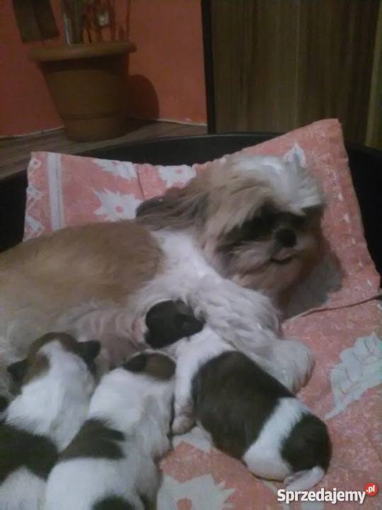 Śliczne shih tzu Zwierzęta Dzierżoniów