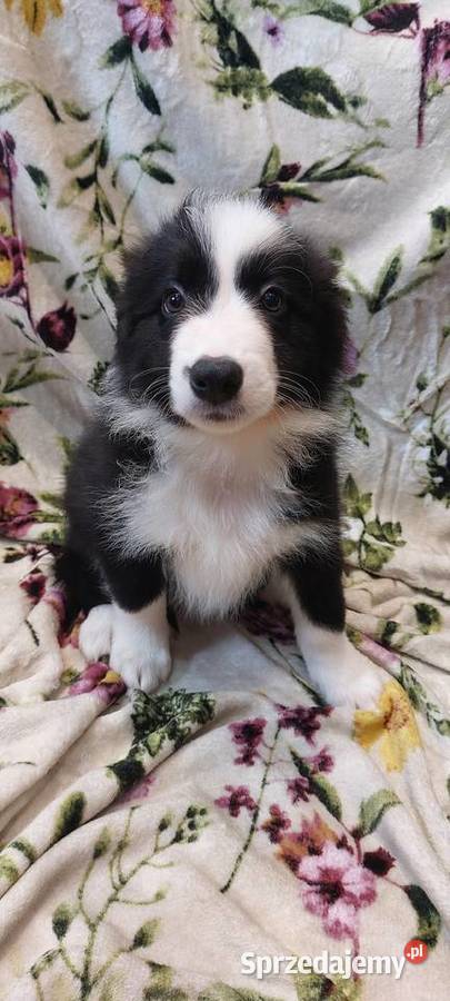 Border Collie szczeniaki inteligentne
