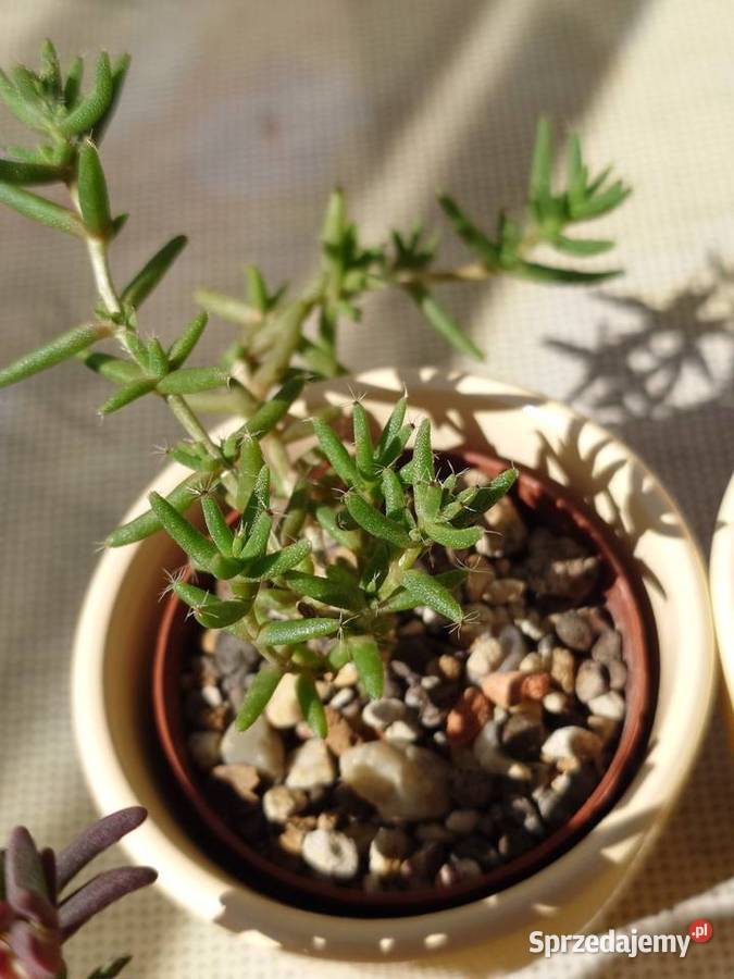 Kpl 4 sukulenty w osłonkach Delosperma Haworthia Warszawa