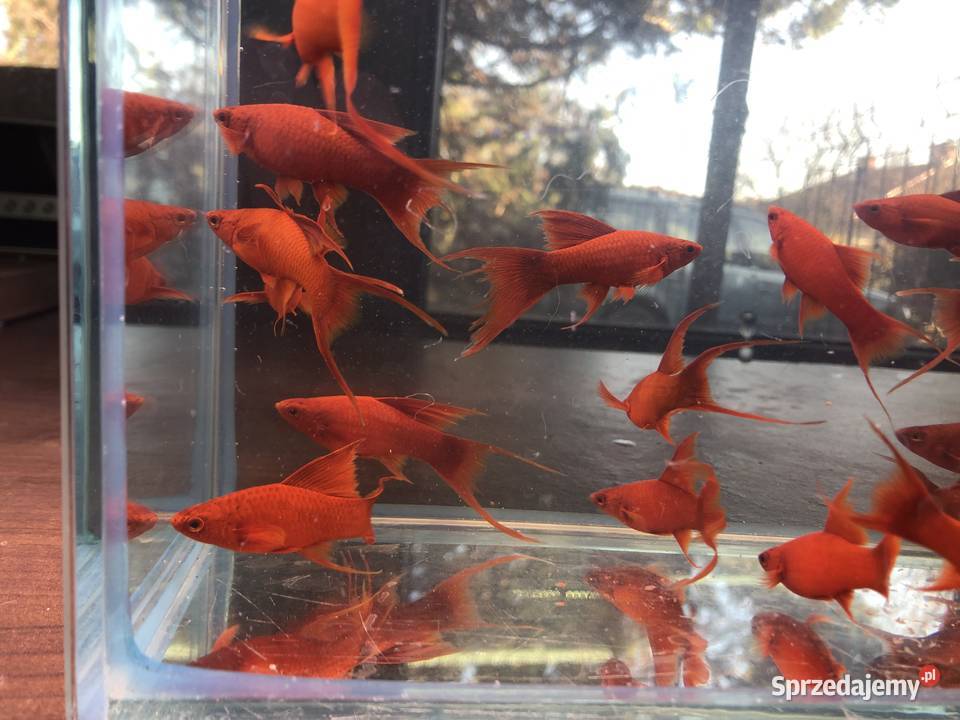 Mieczyk Lira samica ładne