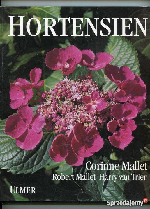 Hortensien Hortensje zachodniopomorskie Szczecin