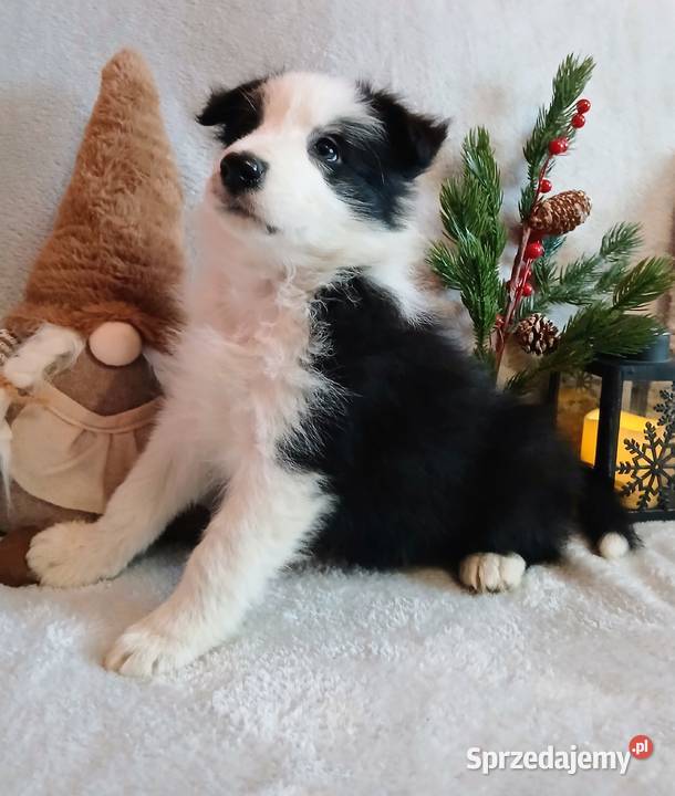 Border collie suczki