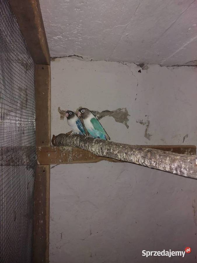 Sprzedam papugi nierozłączki łódzkie Błaszki