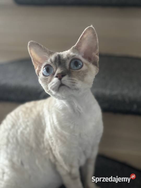 koteczka Devon Rex oczy niebieskie dolnośląskie Wrocław