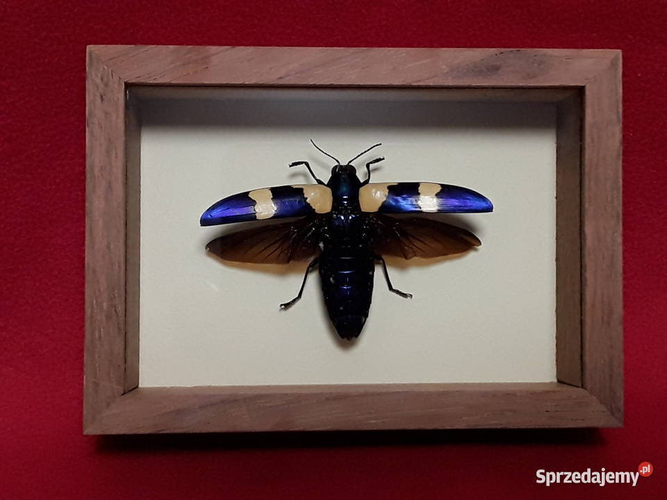 Chrząszcz w ramce 12 x 10 Chrysochroa Buqueti Szczecin