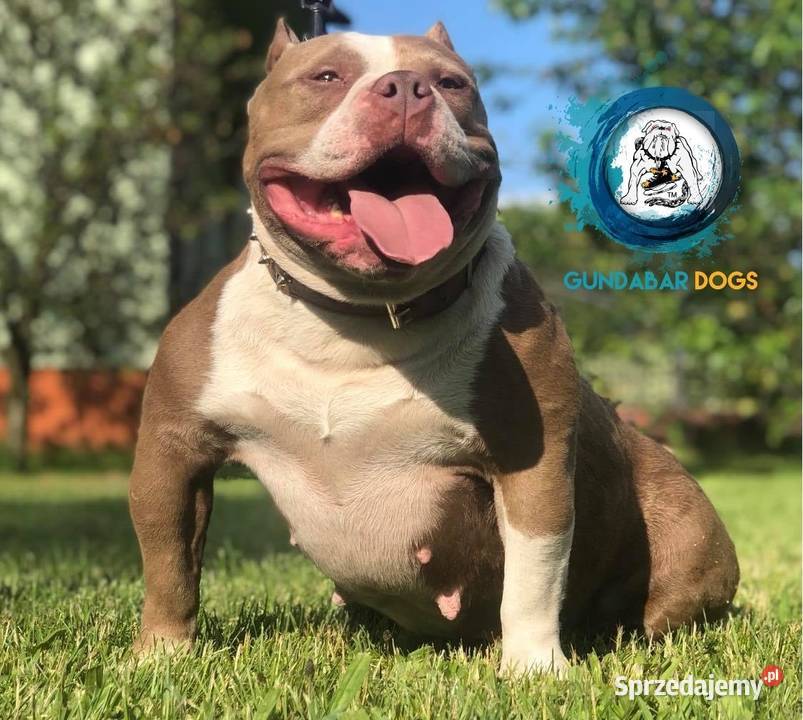 American Bully piesek ABKC Koło sprzedam