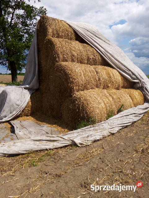 Słoma sucha kujawsko-pomorskie Bądkowo