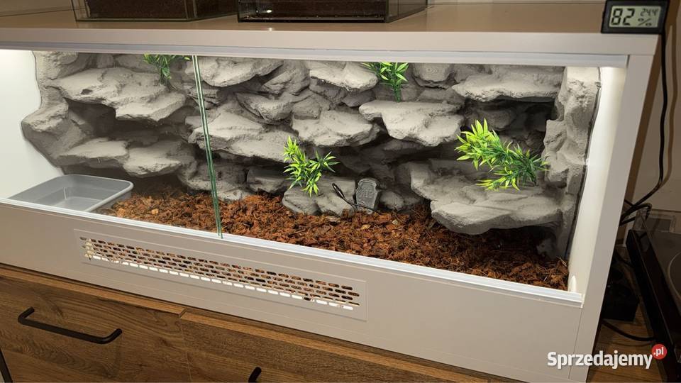 Pyton królewski kompletne terrarium gotowy Siemianowice Śląskie