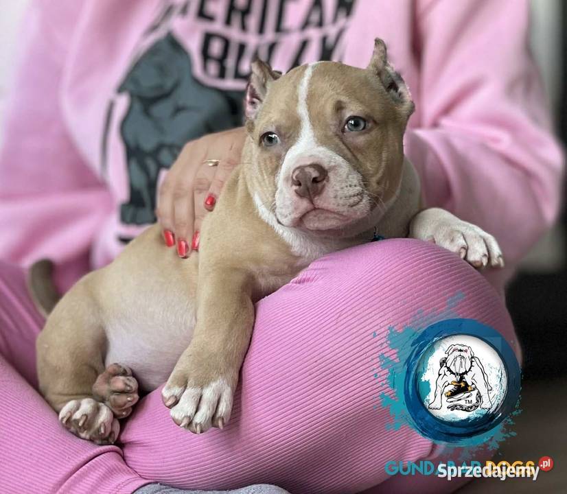 American Bully ABKC Gundabar Dogs Koło
