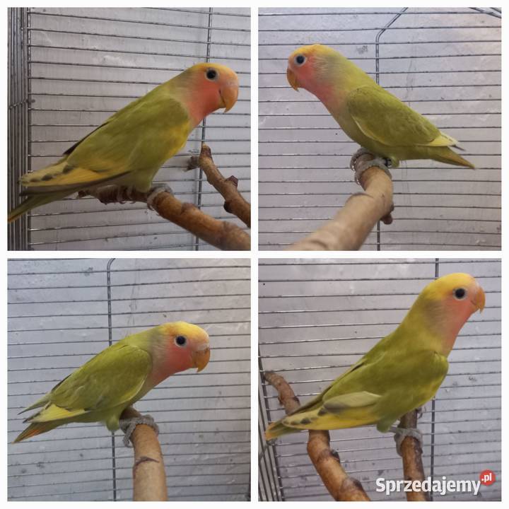 Papugi Rudosterki Modrolotki Ryżowce i inne 2524 Faustianka