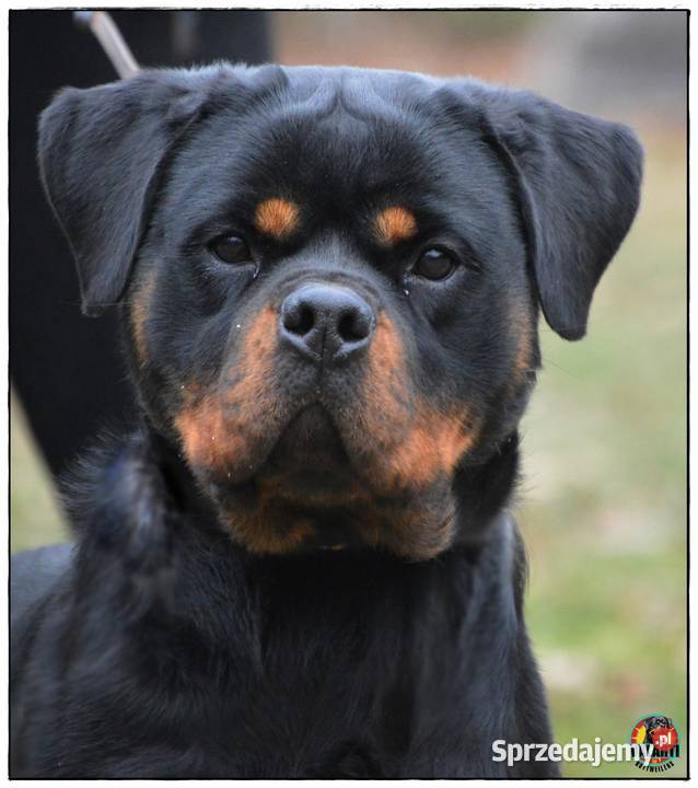 Rottweiler suczka ZKwPFCI małopolskie Smyków