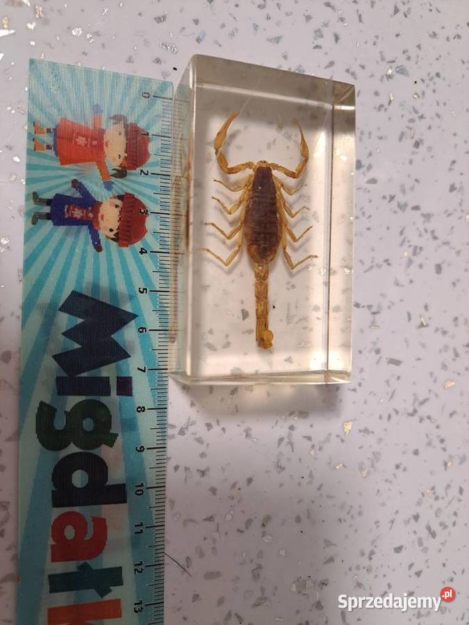 Kolekcja owadów Leszczyny