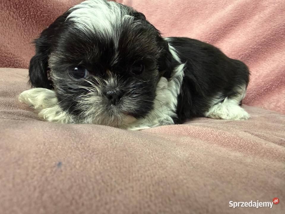 Shih Tzu suczka Świerklany sprzedam