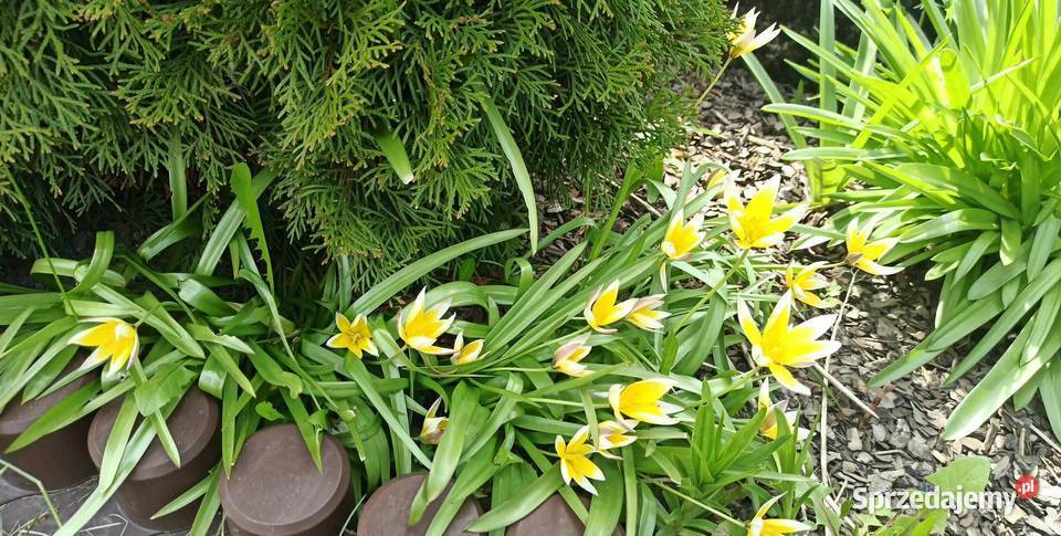 Działka ROD NEPTUN Szosa Polska Szczecin