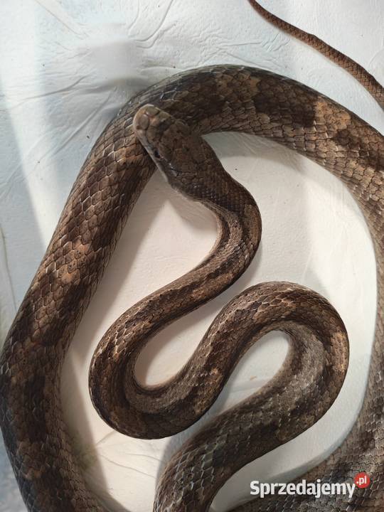 Rat Snake promocja do końca czerwca Oława