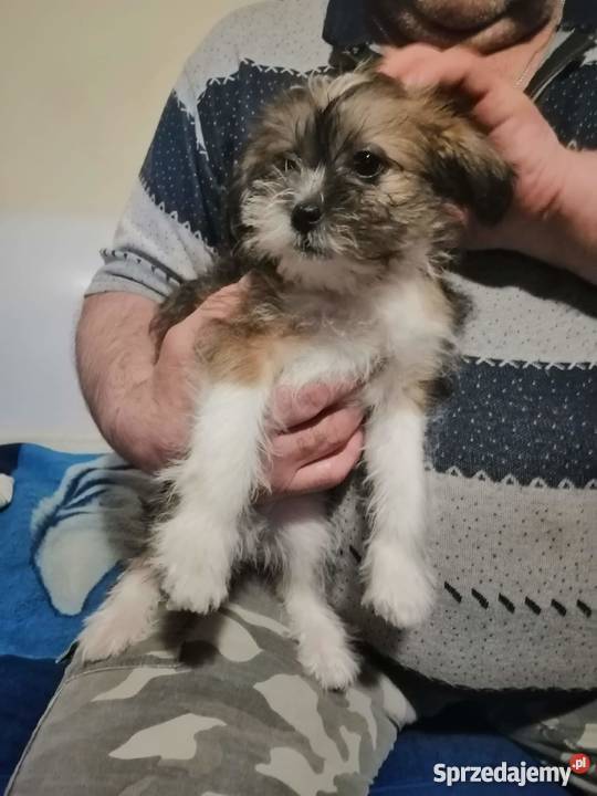 Śliczna Sunia Shih Tzu pomorskie