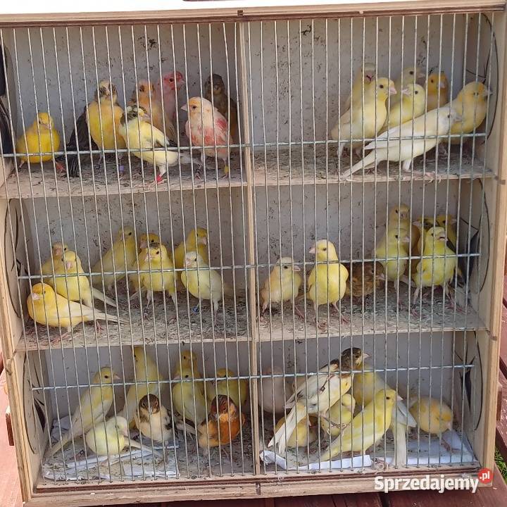 Papugi kanarki zeberki