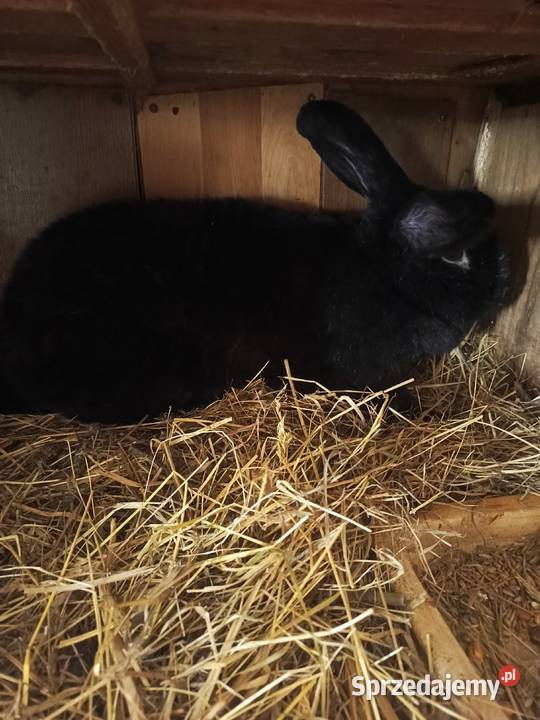 Sprzedam samice wiedyńską Miedźna sprzedam