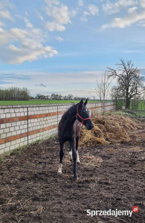 Kary ogier odsadek na sprzedaż Rokutów