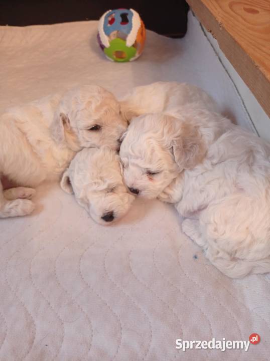 Szczenię Bichon Frise pomorskie Bielkówko sprzedam