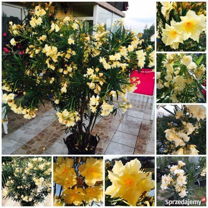 Oleander biały pachnący pełny na imieniny Brzeźnica