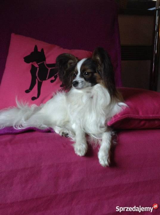 Papilonpiękne szczenięta z rodowodemPapillon Kraków