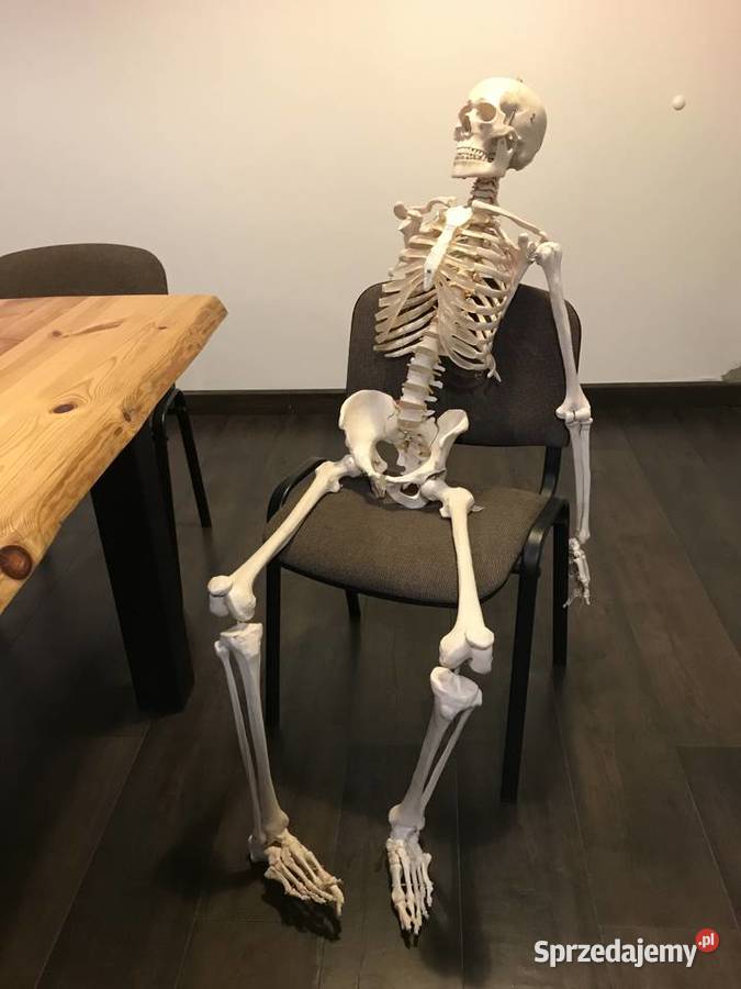 Szkielet anatomia model budowa ciała Kraków