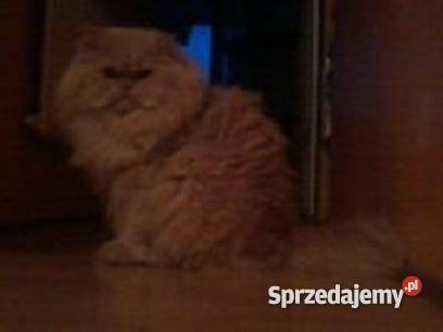 KOT PERSKI kremowy Brusy sprzedam