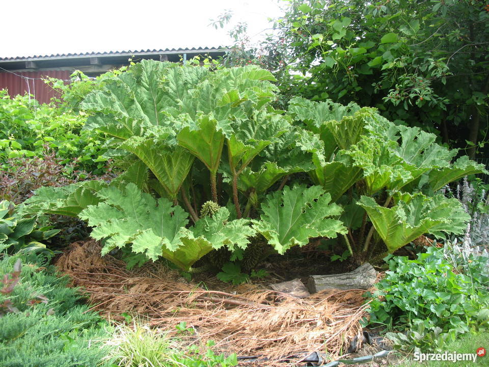 BANANOWCE BAMBUSY KAKTUSY GUNERA