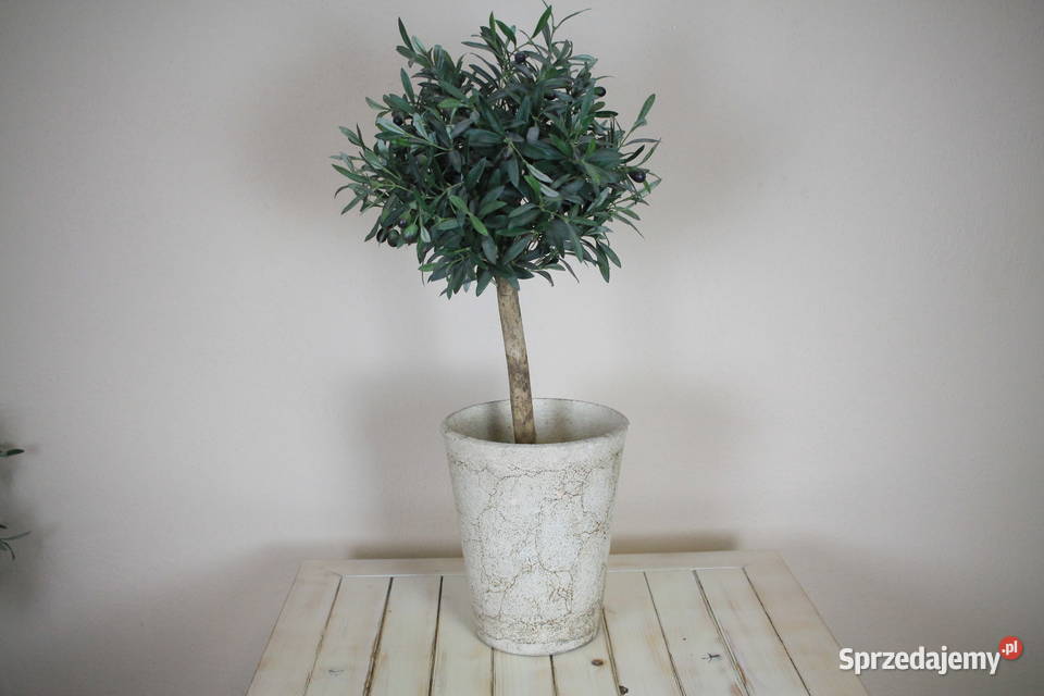 Piękne drzewko donica Pszczyna